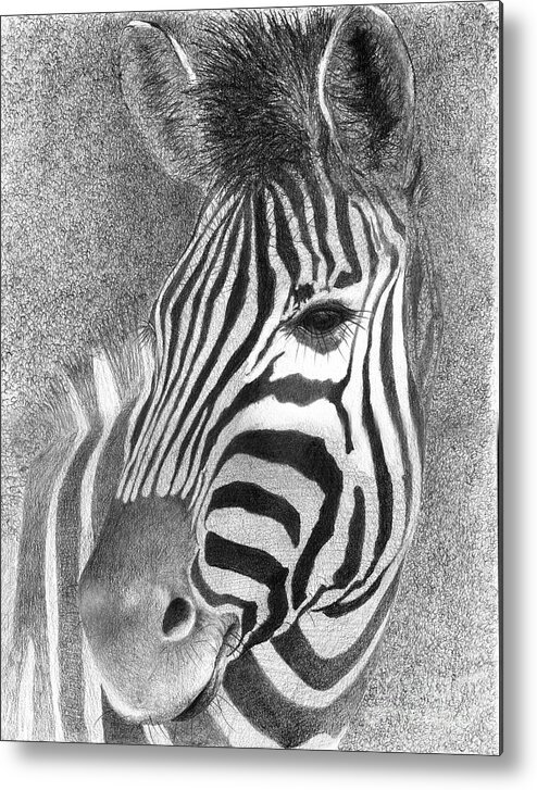 Zebra Metal Print featuring the drawing Assiduous by Phyllis Howard