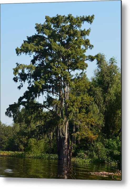 Tree Metal Print featuring the photograph Atchafalaya Basin 11 Southern Louisiana by Maggy Marsh