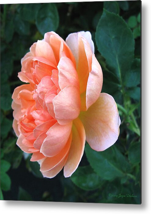 Rose Metal Print featuring the photograph August Rose 09 by Joyce Dickens