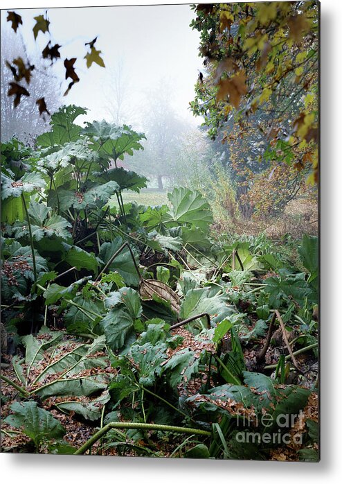 Autumn Metal Print featuring the photograph Autumn Mist, Great Dixter Garden by Perry Rodriguez
