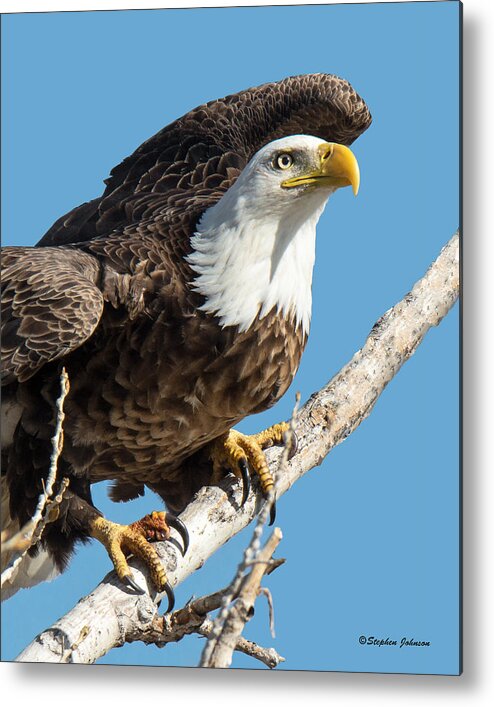 Bald Eagle Metal Print featuring the photograph Bald Eagle Ready to Launch by Stephen Johnson