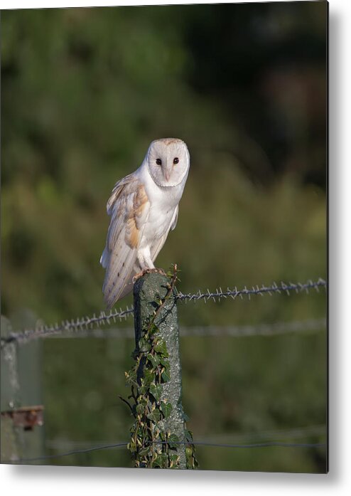 Barn Owl Metal Print featuring the photograph Barn Owl On Ivy Post by Pete Walkden