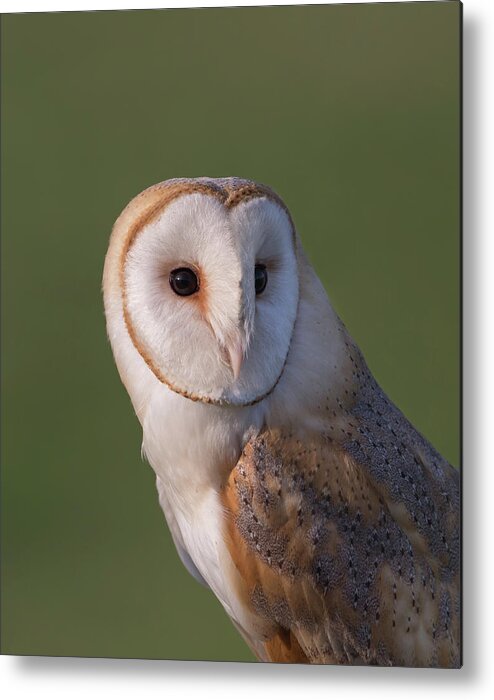 Barn Metal Print featuring the photograph Barn Owl Portrait by Pete Walkden