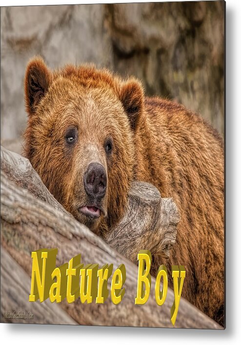 Nature Wear Metal Print featuring the photograph Bear Nature Boy by LeeAnn McLaneGoetz McLaneGoetzStudioLLCcom