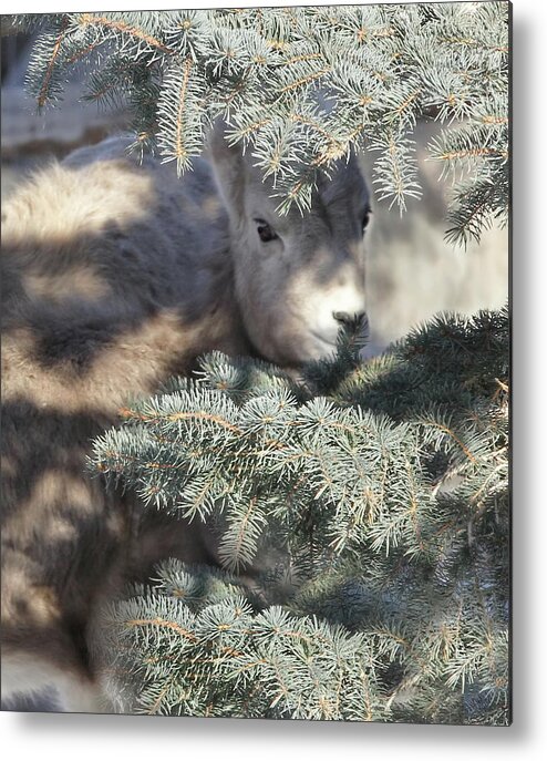 Bighorn Sheep Metal Print featuring the photograph Bighorn Sheep Lamb's Hiding Place by Jennie Marie Schell