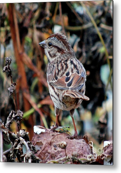 Bird Metal Print featuring the photograph Bird with Grasshopper by Lila Fisher-Wenzel