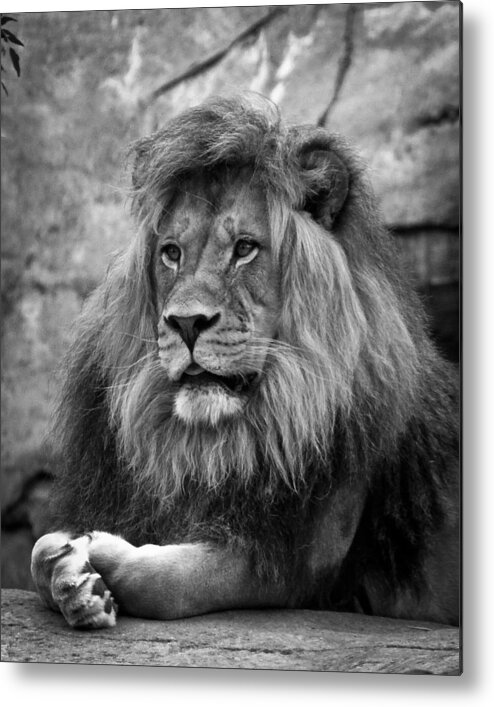  Lion Metal Print featuring the photograph Black and White Lion Pose by Steve McKinzie