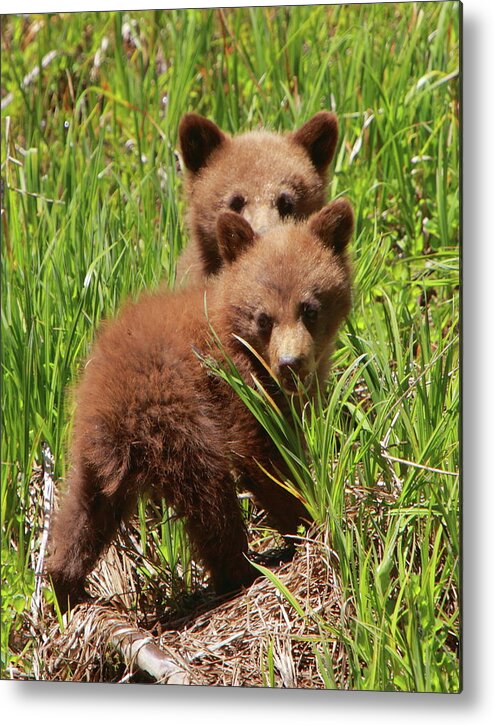 Black Metal Print featuring the photograph Black Bear Cubs by Bruce J Robinson