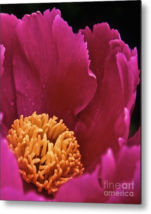 Flower Metal Print featuring the photograph Blossom by Tracy Rice Frame Of Mind