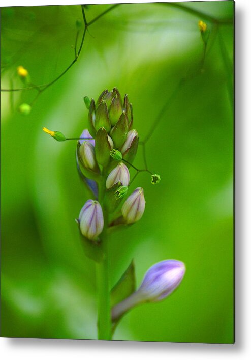 Nature Metal Print featuring the photograph Blossom Dream by Ben Upham III