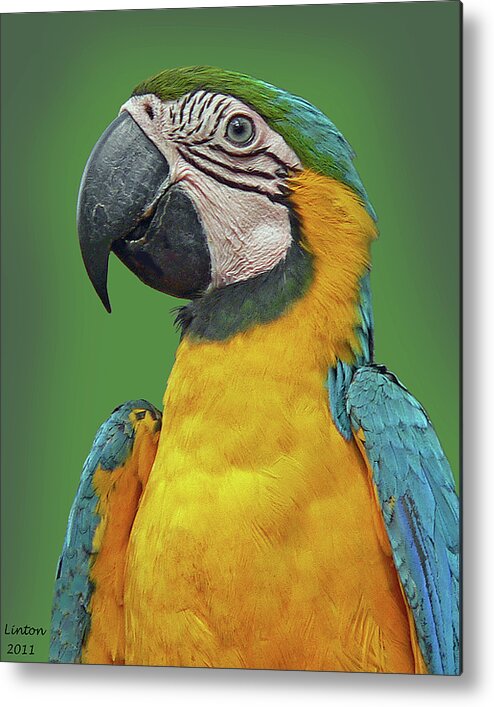 Blue-and-yellow Macaw Metal Print featuring the photograph BLUE-and-YELLOW MACAW by Larry Linton