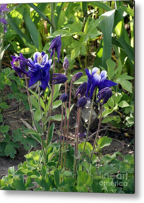 Columbine Metal Print featuring the photograph Blue Columbine by Rex E Ater