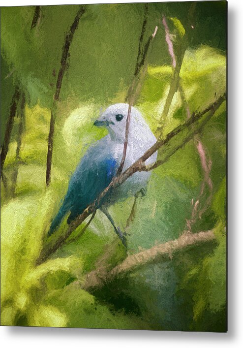 Bird Metal Print featuring the photograph Blue Gray Tanager Panaca Quimbaya Colombia by Adam Rainoff