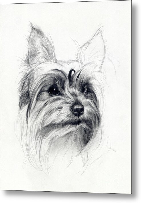 Dog Metal Print featuring the drawing Bobby by Tim Thorpe