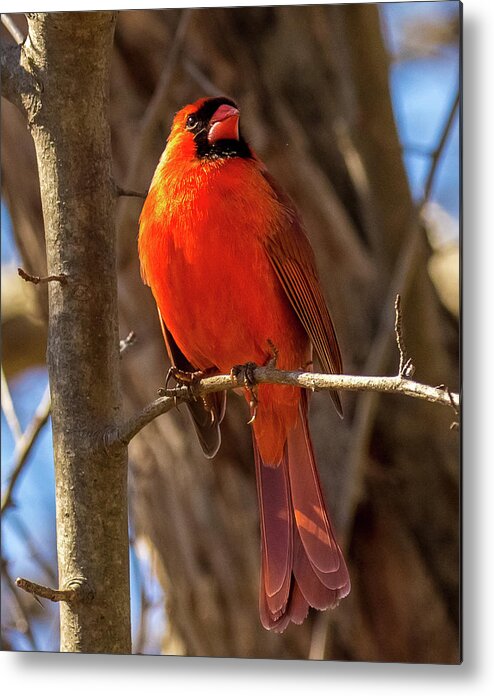 Cardinal Metal Print featuring the photograph Bright Boy by Rob Davies