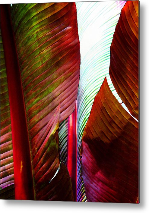 Broad Leaves Metal Print featuring the photograph Broad Leaves by Timothy Bulone
