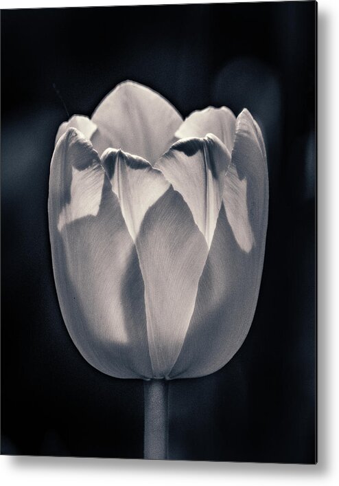 Flower Metal Print featuring the photograph Brooding Virtue by Bill Pevlor