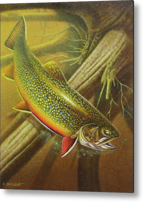 Jon Q Wright Brook Trout Fly Fishing Fly Fish Fishing Nymph Stream River Lake Metal Print featuring the painting Brook Trout Cover by JQ Licensing
