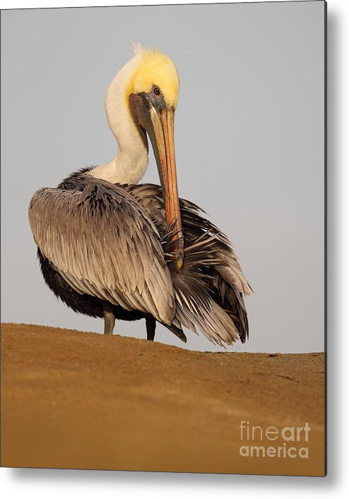 Pelican Metal Print featuring the photograph Brown Pelican Preening Feathers On Shifting Sands by Max Allen