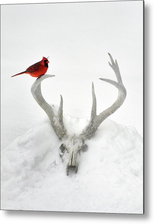 Nature Metal Print featuring the photograph Buck And Cardinal by Garrett Sheehan
