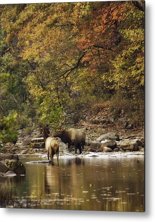 Bull Elk Metal Print featuring the photograph Bull and Cow Elk in Buffalo River Crossing by Michael Dougherty