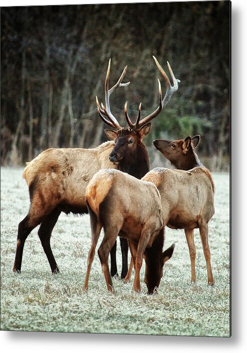 Bull Elk Metal Print featuring the photograph Bull Elk with Cows in the Late Rut by Michael Dougherty
