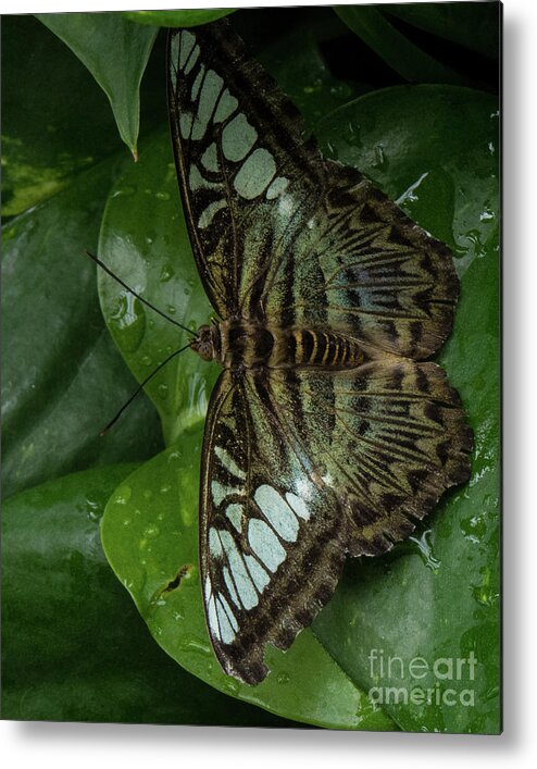 Butterfly Metal Print featuring the photograph Butterfly 4 by Christy Garavetto
