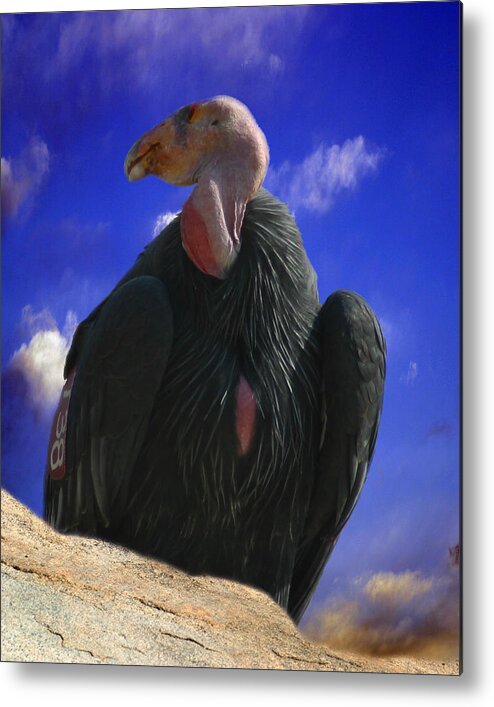 California Condor Metal Print featuring the photograph California Condor by Anthony Jones