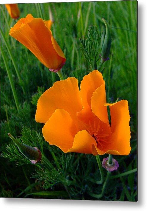 California Poppy Metal Print featuring the photograph California Happy Cow Fodder by Everett Bowers