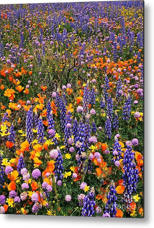 Dave Welling Metal Print featuring the photograph California Poppies And Bentham Lupines In California by Dave Welling