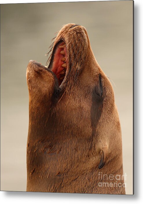 Sea Lion Metal Print featuring the photograph California Sea Lion Calling Out by Max Allen