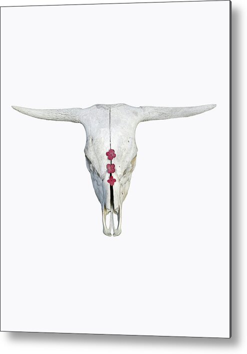 White Cow Skull Art Metal Print featuring the photograph Cattle Skull with Pink Hydrangea Blossoms on White by Brooke T Ryan