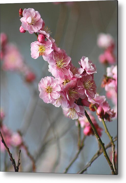 Cherry Blossoms Metal Print featuring the photograph Cheerful Cherry Blossoms by Living Color Photography Lorraine Lynch