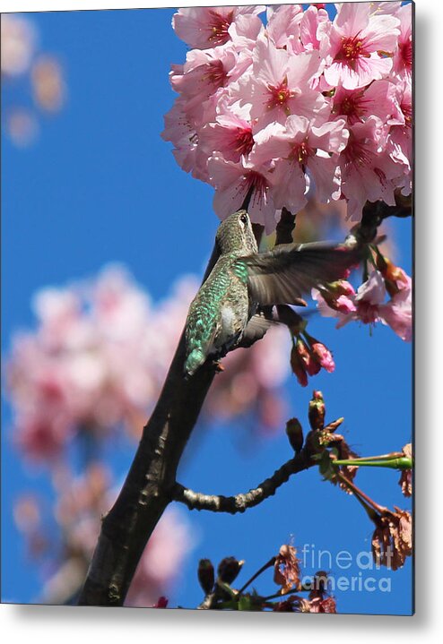 Japanese Metal Print featuring the photograph Cherry Blossoms 3 by Cheryl Del Toro