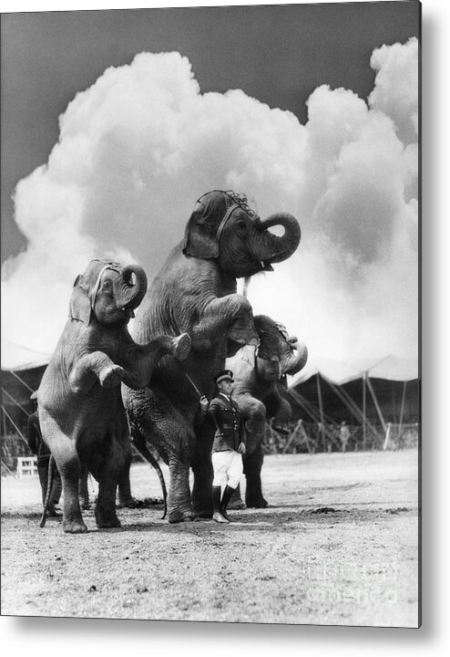 1930s Metal Print featuring the photograph Circus Trainer With Elephants, C.1930s by H. Armstrong Roberts/ClassicStock