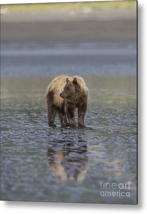 Bears Metal Print featuring the photograph Clamming the Day Away by Sandra Bronstein