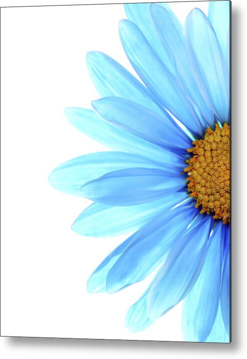 Daisy Metal Print featuring the photograph Color Me Blue by Rebecca Cozart