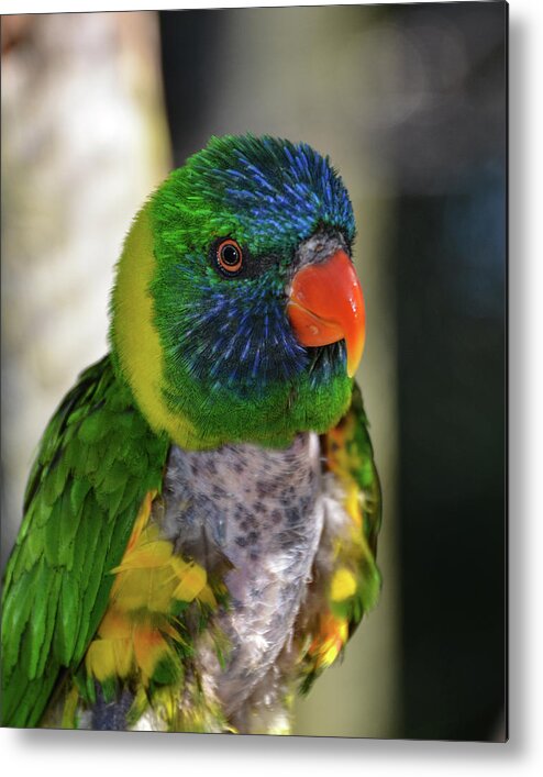 Lorikeet Metal Print featuring the photograph Colorful Lorikeet by Artful Imagery