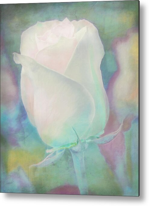 Pastel Metal Print featuring the photograph Colors of This Rose by Hal Halli