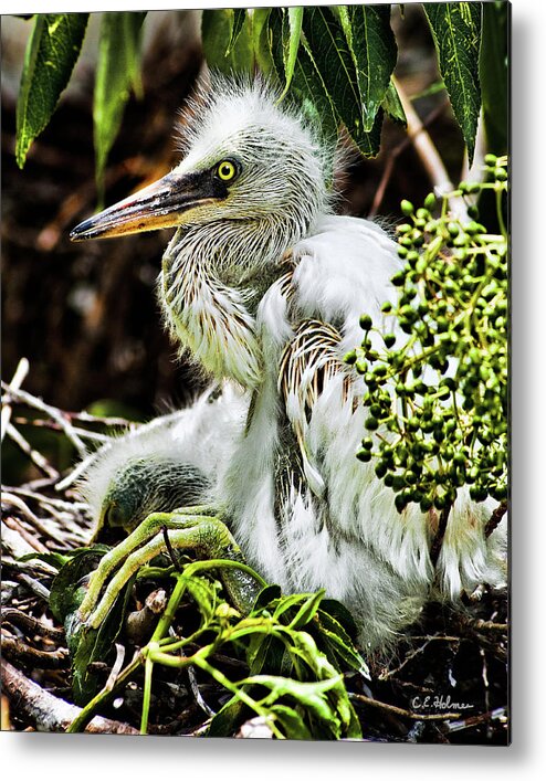Egret Metal Print featuring the photograph Come On Feathers by Christopher Holmes