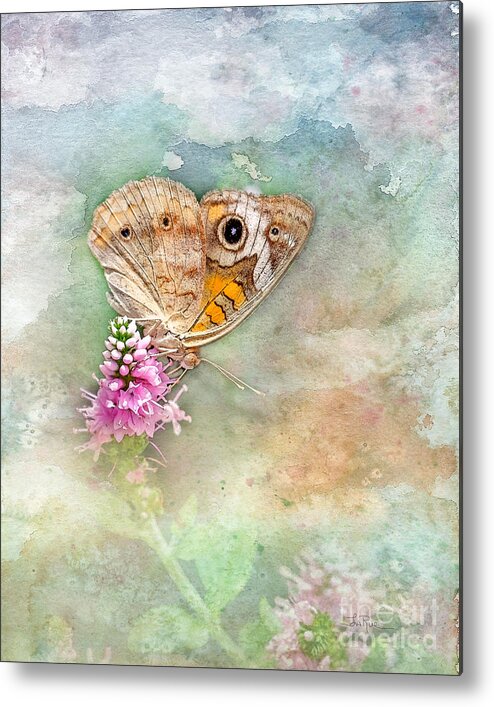 Common Buckeye Butterfly Metal Print featuring the photograph Common Buckeye by Betty LaRue