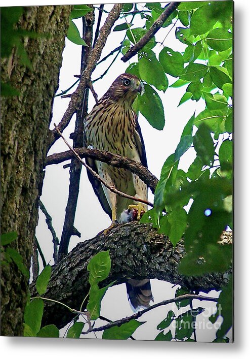 Color Photography Metal Print featuring the photograph Cooper Hawk by Sue Stefanowicz