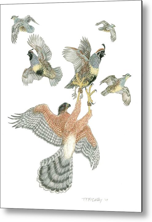  Falconry Hunting Metal Print featuring the drawing Cooper's Hawk and Gambels Quail by Tim McCarthy