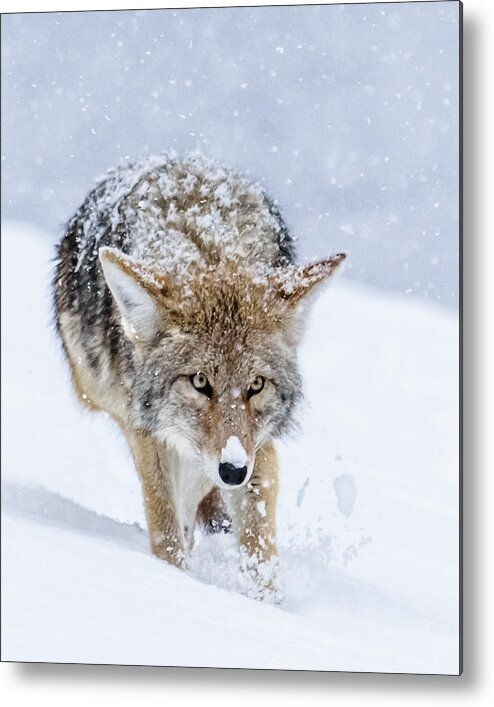 Coyote Metal Print featuring the photograph Coyote Coming Through by Yeates Photography