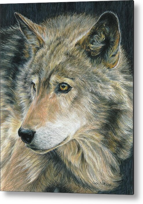 Wolf Metal Print featuring the drawing Curious Eyes by Carla Kurt