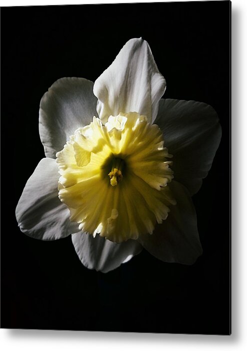 Daffodil Metal Print featuring the photograph Daffodil By Sunlight by Brad Hodges