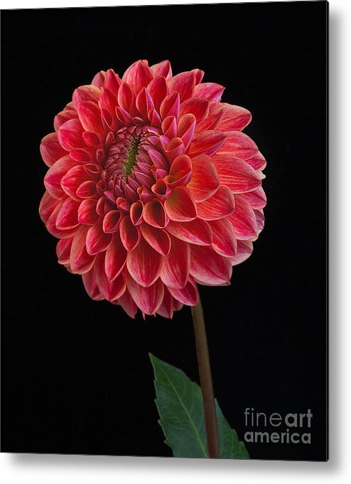 Flower Metal Print featuring the photograph Dahlia'All That Jazz' by Ann Jacobson