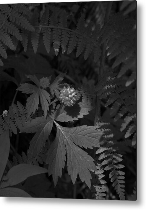 Nature Metal Print featuring the photograph Dancing in the Light of the Forest by Charles Lucas