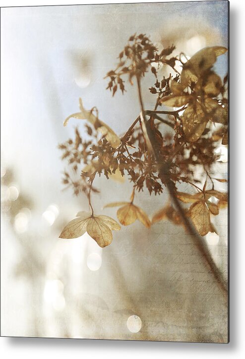 Brown Hydrangea Metal Print featuring the photograph Delicate Hydrangea Blossoms in Earth Tones by Brooke T Ryan