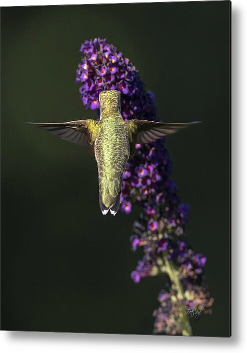 Hummingbird Metal Print featuring the photograph Divine Beauty by Everet Regal